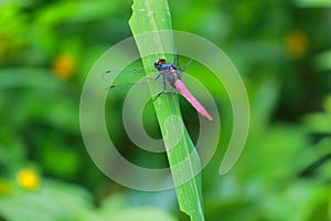 A Red and Blue color grig sitting on green leave in the jungle of sajek, Bangladesh