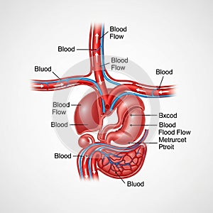 Red and blue colors indicate oxygenated and deoxygenated blood, respectively