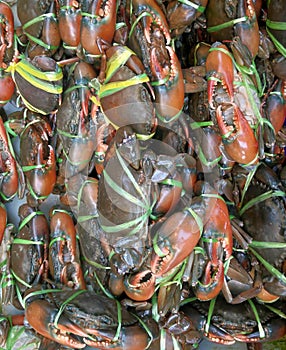 Red , blue crabs in a bucket