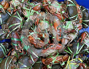 Red , blue crabs in a bucket