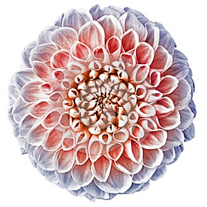 Red and blue  dahlia. Flower on a white isolated background with clipping path.  For design.  Closeup.