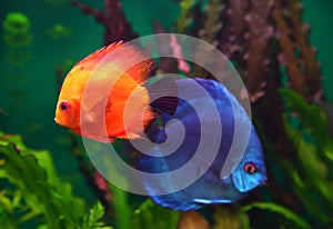 Red and blue discus fish