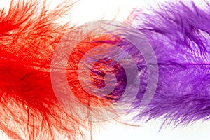 red-blue feathers on a white background
