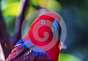 Red Blue Female Eclectus Parrot Close