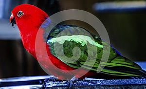 Red Blue Female Eclectus Parrot Close