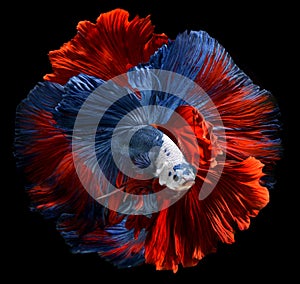 Red and blue fighting fish  with flutter waver fins