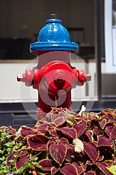 Red and blue fire hydrant installed in the capital of Canada, Ottawa