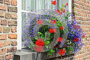 Red and blue flowering plants in a flower box