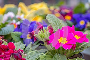 Red blue flowers