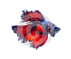 Red and blue half moon butterfly siamese fighting fish, betta f