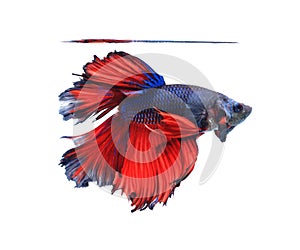 Red and blue half moon butterfly siamese fighting fish, betta f