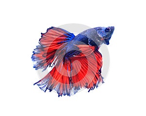 Red and blue half moon butterfly siamese fighting fish, betta f