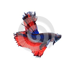 Red and blue half moon butterfly siamese fighting fish, betta fi