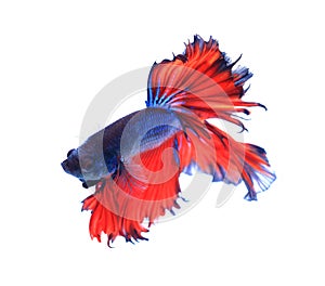 Red and blue half moon butterfly siamese fighting fish, betta fish