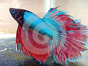 Red and blue halfmoon fish