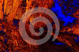 Red and blue infrared forest