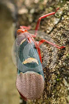 Red-blue insect macro in Tangkoko National Park. North Sulawesi, Indonesia.