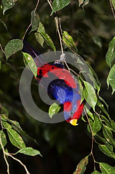 RED-AND-BLUE LORY eos histrio, ADULT HANGING FROM BRANCH