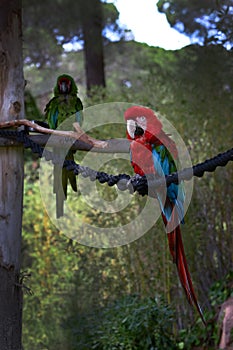 Red-and-blue macaw, Ara ararauna, Macaw parrot