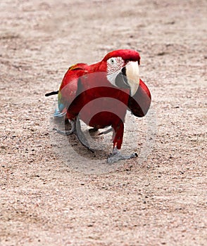 Red-and-blue macaw Ara chloroptera easy goes on sandy soil photo