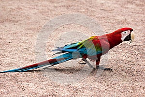 Red-and-blue macaw Ara chloroptera easy goes on sandy soil photo