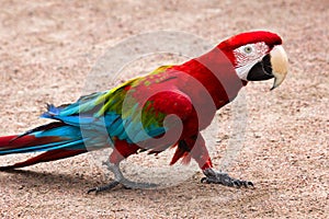 Red-and-blue macaw Ara chloroptera easy goes on sandy soil photo