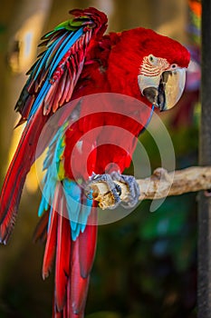 Red blue macaw parrot. Colorful cockatoo parrot sitting on wooden stick, spreading its wings. Tropical bird park. Nature and