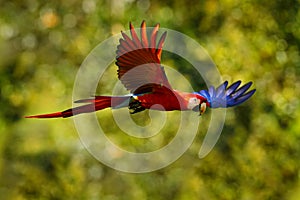 Red blue macaw parrot flying in dark green vegetation with beautiful back light and rain. Scarlet Macaw, Ara macao, in tropical