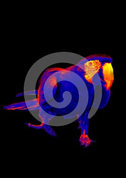 Red-and-blue macaw thermal imager