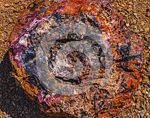Petrified Wood Rock Log Abstract National Park Arizona photo