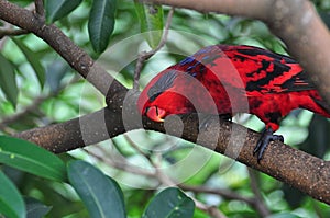 Red and Blue Parrot