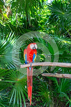 Red-blue parrot Ara, Macaw. Exotic coloured bird parrot sitting on a tree, close-up face