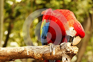 Red blue parrot bending over and nibbling on a wooden branch with its beak in the forrest.