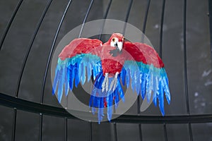 Red blue parrot bird close shot in birdcage