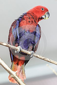 Red-blue Parrot photo