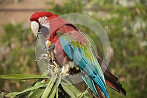 Red-blue parrot sitting on palm leaves