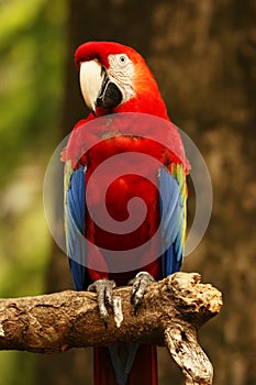 Red blue parrot sitting on wooden branch facing left.