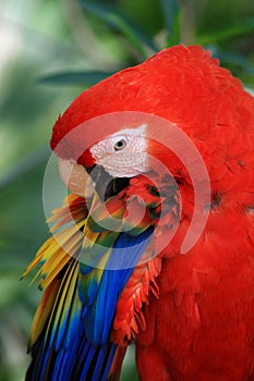 A red blue parrot smooths its feathers with its beak