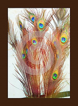 Red and blue peacock feathers are in red frame