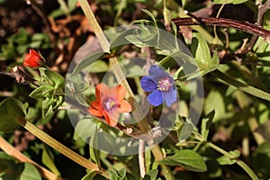 Red and blue pimpernel in same area.