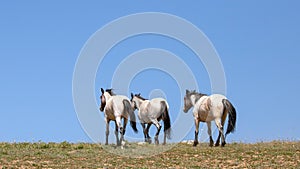 Lone Red and Blue Roan wild horses with blue background on mountain ridge in Montana United States photo