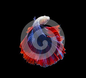 Red and blue siamese fighting fish, betta fish isolated on Black