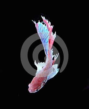 Red and blue siamese fighting fish, betta fish isolated on black