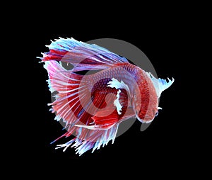 Red and blue siamese fighting fish, betta fish isolated on black