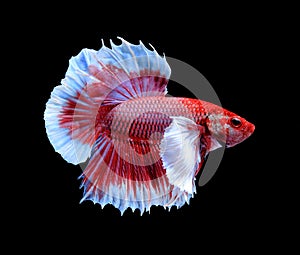 Red and blue siamese fighting fish, betta fish isolated on black