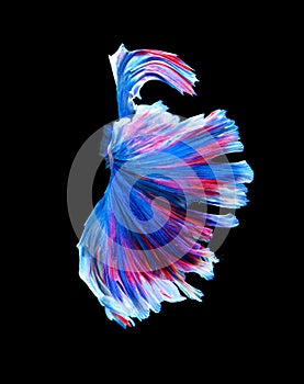 Red and blue siamese fighting fish, betta fish isolated on black