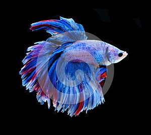 Red and blue siamese fighting fish, betta fish isolated on black