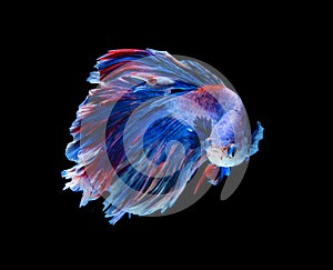 Red and blue siamese fighting fish, betta fish isolated on black