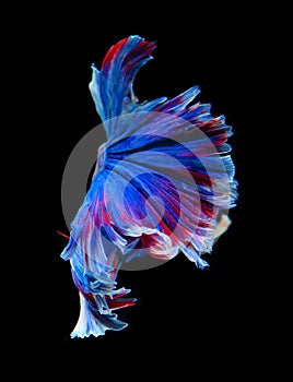 Red and blue siamese fighting fish, betta fish isolated on black