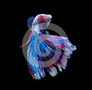 Red and blue siamese fighting fish, betta fish isolated on black